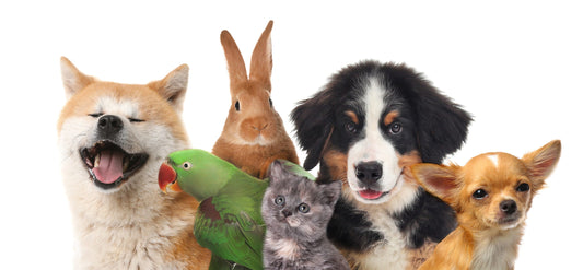 The Value of Loving Your Pets Through Thoughtful Care
