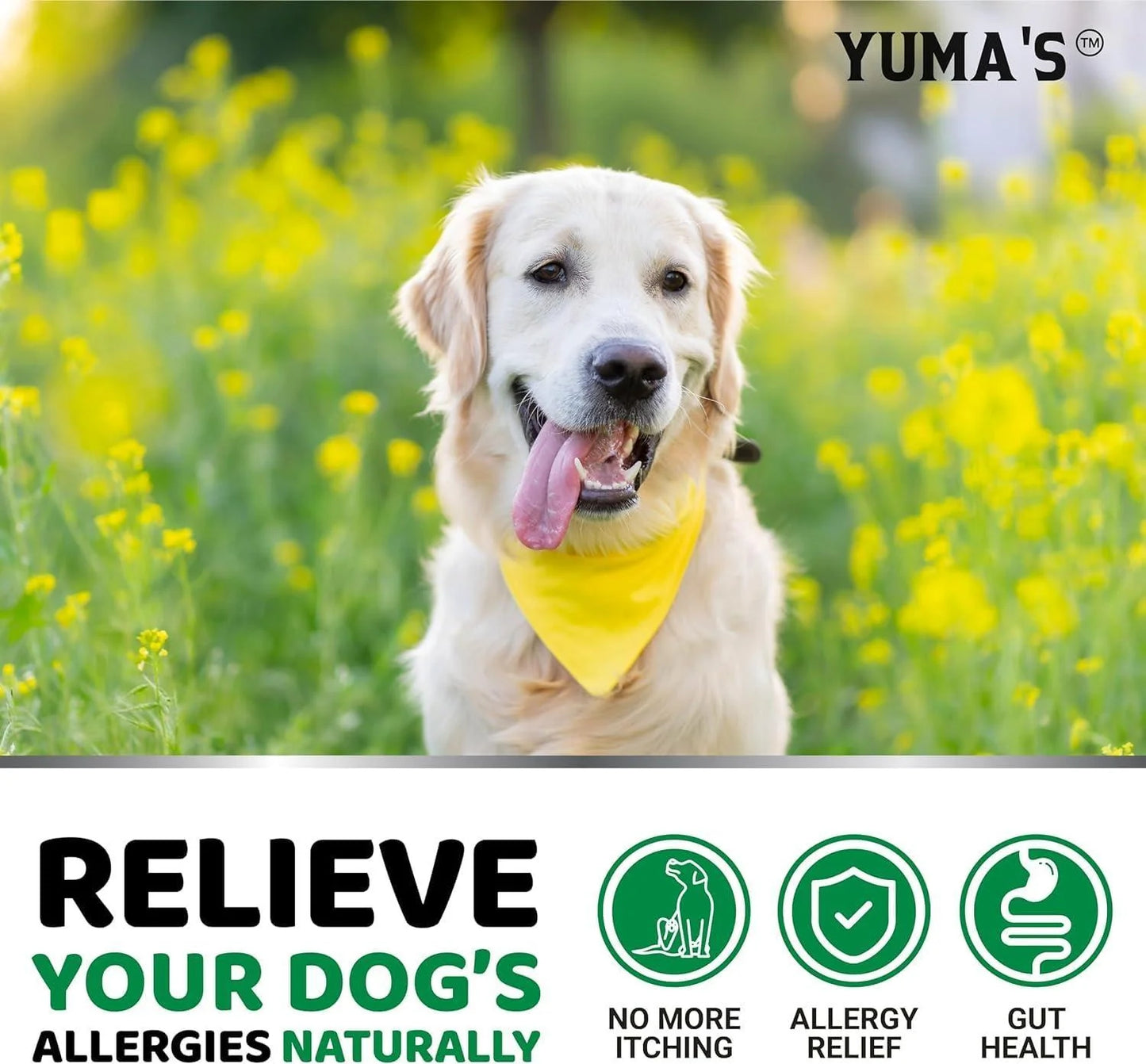 YUMA'S 2 Pack Dog Allergy Relief Chews Dog Itching Skin Relief Treatment Pills anti Itch for Dogs Itchy and Paw Licking Dry Skin & Hot Spots Omega 3 Fish Oil Skin & Coat Supplement