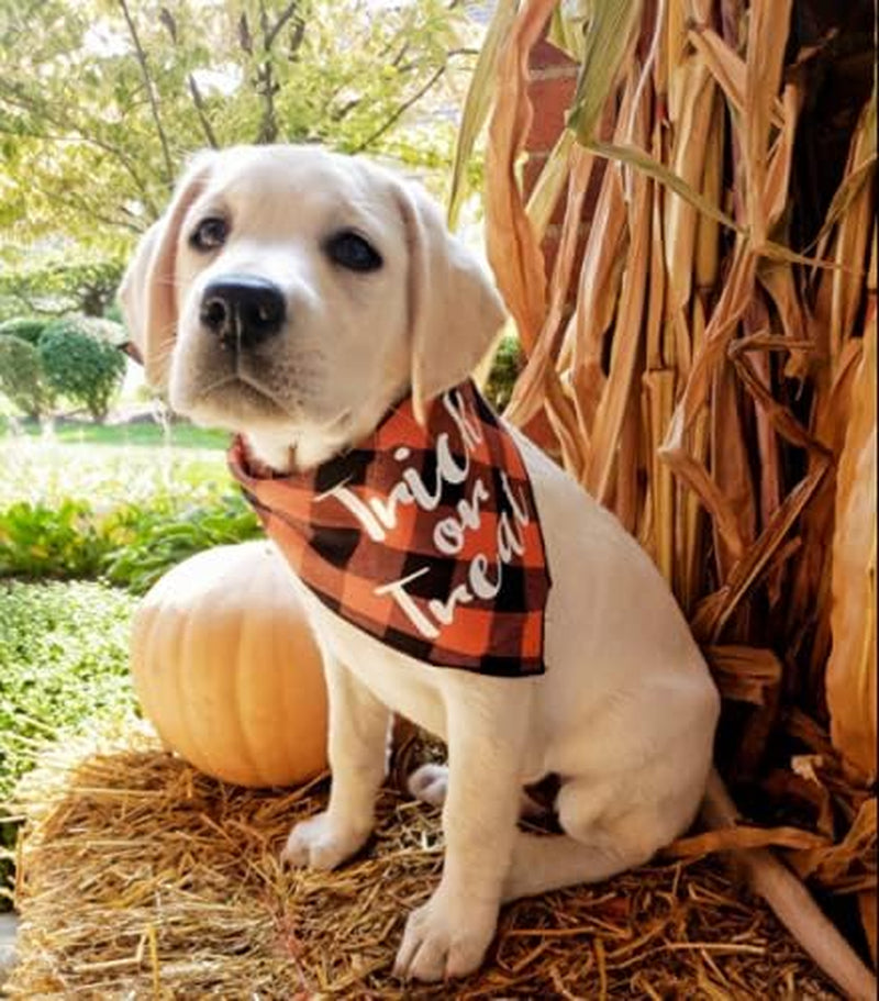 Set of 2 Halloween Dog Bandana Plaid Reversible Triangle Bibs Scarf Accessories for Dogs Pets
