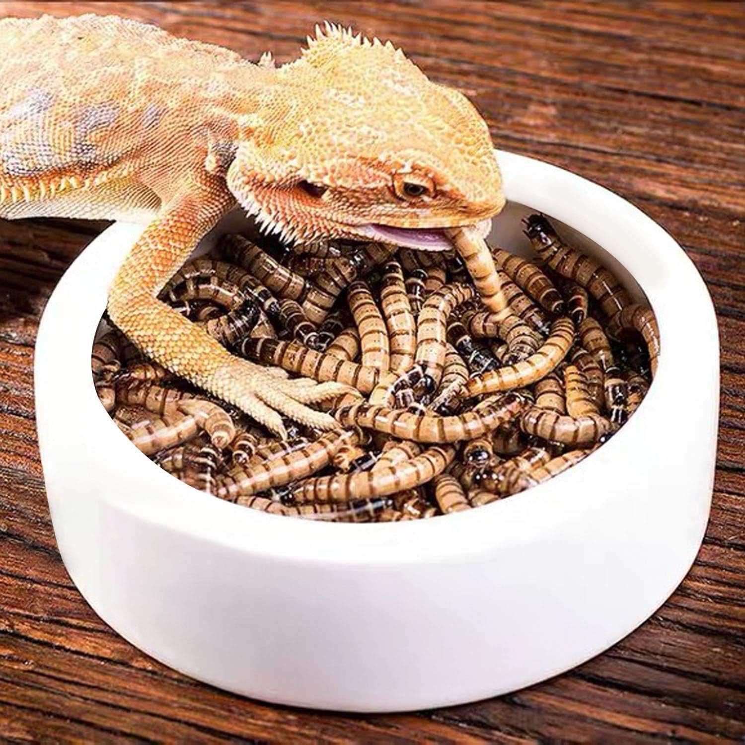 4 Pack Worm Dish Reptile Food Bowl, Ceramics Made, Lizard, Gecko Food Dish (2.7Inch)