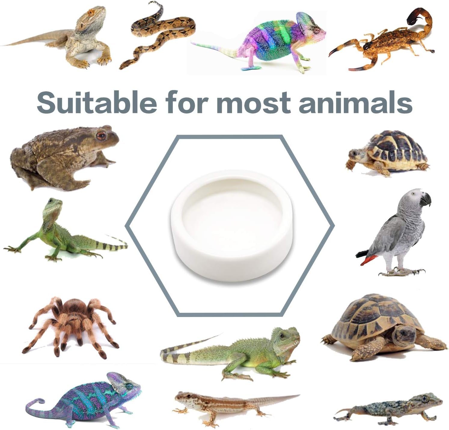 4 Pack Worm Dish Reptile Food Bowl, Ceramics Made, Lizard, Gecko Food Dish (2.7Inch)