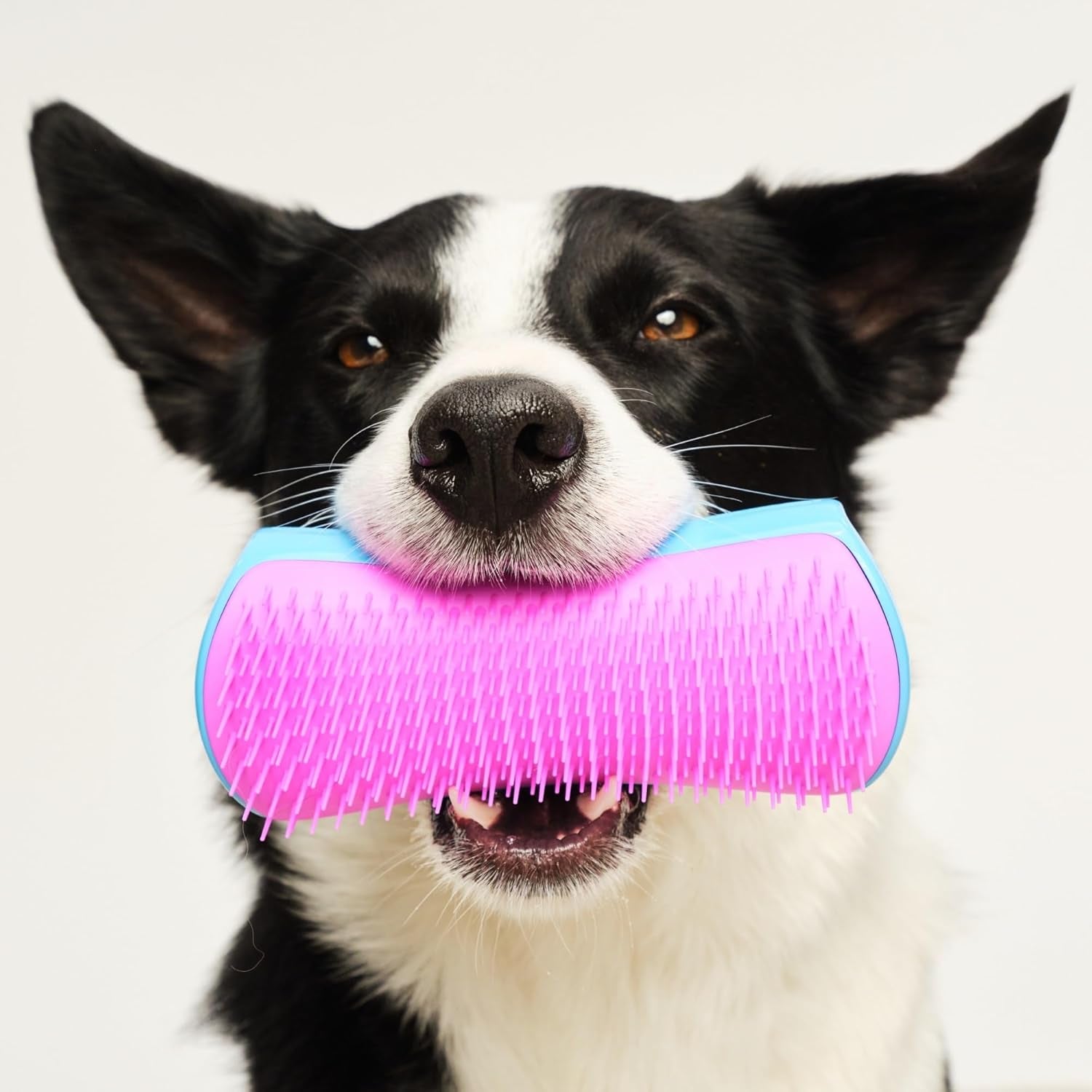 De-Shedding Dog Brush by , Dog Grooming Tool for Long Haired Breeds and Wet or Dry Fur, Large, Blue & Pink