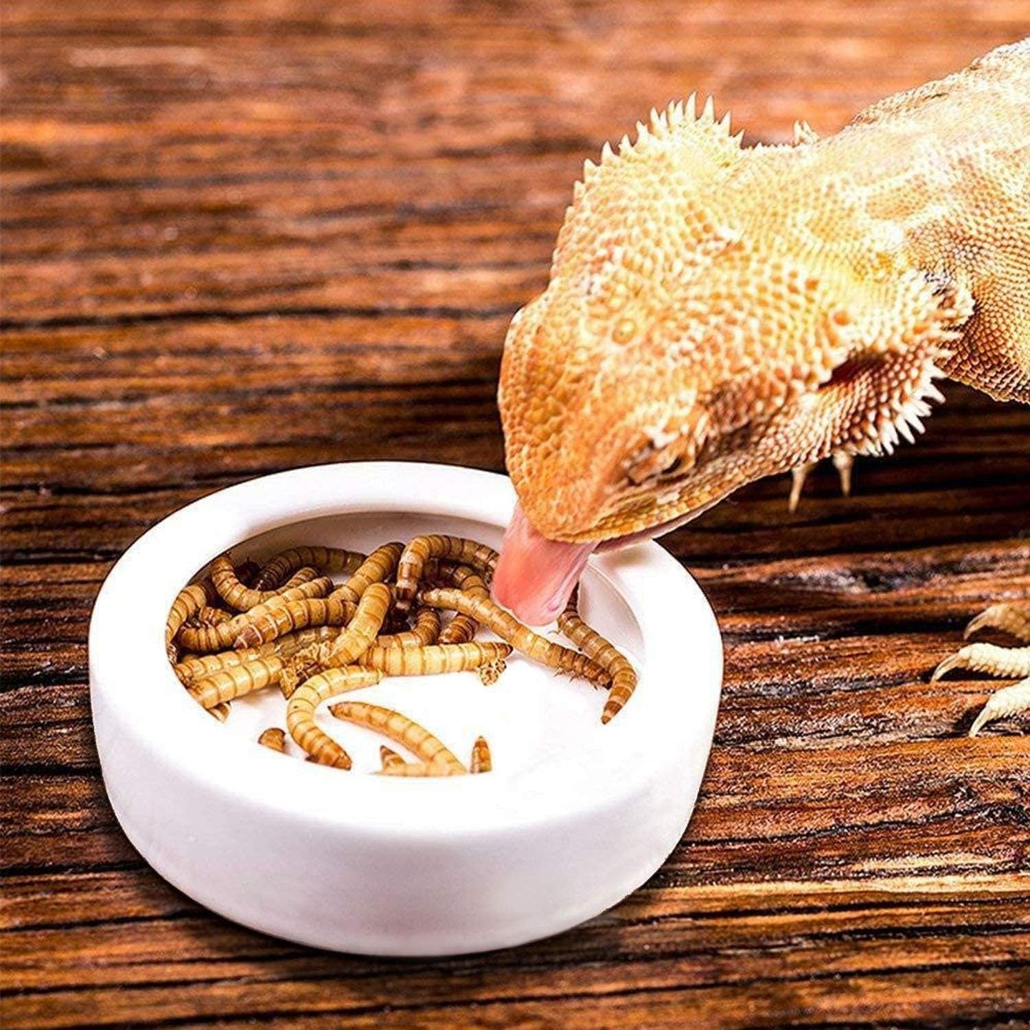 4 Pack Worm Dish Reptile Food Bowl, Ceramics Made, Lizard, Gecko Food Dish (2.7Inch)